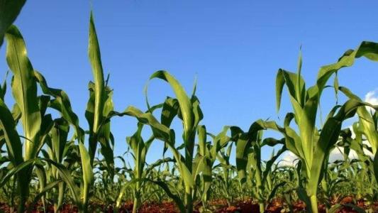 A produtividade estimada é de 5,8 mil quilos do grão por hectare.