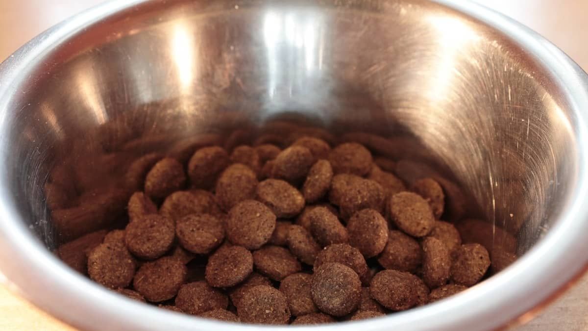 Brasil é um dos primeiros no ranking de produção ração animal; entenda