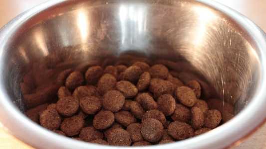 A Protix é uma fabricante que usa insetos na produção de ração para animais