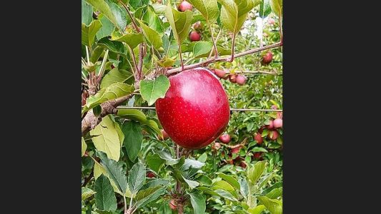 A Purple Gala está tendo boa aceitação desde o primeiro contato dos compradores interessados