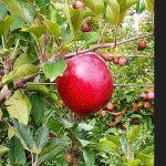 Nova maçã Gala, 100% vermelha, está em fase de testes  