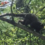 Macaco encontrado morto é diagnosticado com raiva em Montes Claros 