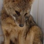 Raposa atacada por cães é resgatada em Barbacena