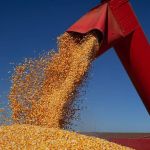 Você sabe a diferença entre safra, safrinha e entressafra? Entenda os termos