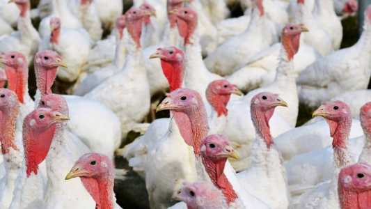 A suspeita mais forte é que o contágio tenha ocorrido por meio do contato indireto com aves migratórias com a intermediação de aves silvestres nativas.