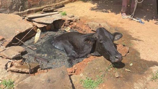 A tampa da fossa séptica quebrou quando a vaca passou por cima