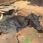 Vaca cai em fossa séptica, sobrevive e é resgatada por bombeiros; veja imagens   