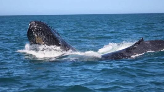 A temporada de migração das baleias jubarte ocorre entre junho e agosto