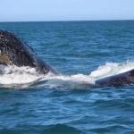 Polícia Federal e Ibama lançam operação de proteção a baleias jubarte