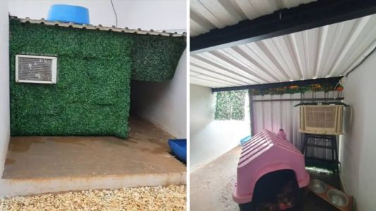 A tutora relatou que um dos cães estava sofrendo convulsões por conta do calor