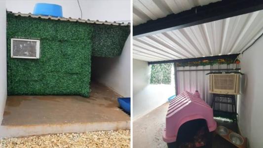 A tutora relatou que um dos cães estava sofrendo convulsões por conta do calor