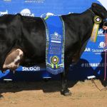 Leilões vendem partes de vacas vivas; entenda como funciona a venda fracionada de bovinos