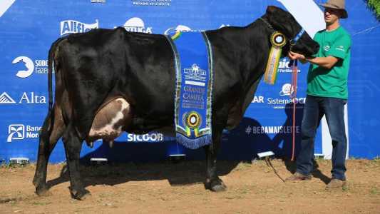 A vaca Girolando Parreira FIV Bradnick, campeã na última edição da Megalei, certamente é um gado de elite.