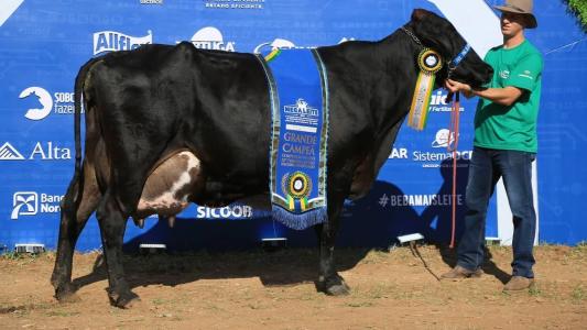 A vaca Girolando Parreira FIV Bradnick, campeã na última edição da Megalei, certamente é um gado de elite.