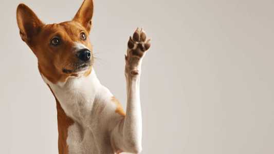 A vacina antirrábica animal é ofertada durante todo o ano na rede SUS-BH