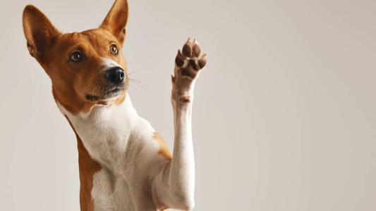 A vacina antirrábica animal é ofertada durante todo o ano na rede SUS-BH