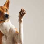 Cães e gatos podem receber vacina contra raiva neste sábado (7) em shopping de BH; confira