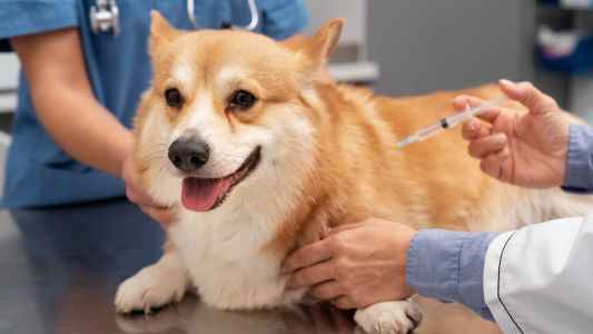 A vacina contra a raiva deve ser aplicada todos os anos em cães e gatos e é gratuita