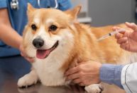 Betim confirma dois casos de raiva em morcegos e inicia vacinação de cães e gatos