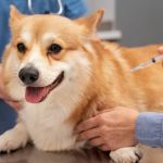 Vacinação gratuita contra raiva em animais domésticos continuam esta semana em BH