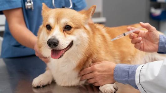 A vacina contra a raiva deve ser aplicada todos os anos em cães e gatos e é gratuita