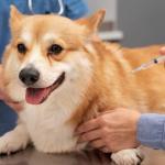 Vacinação gratuita contra raiva em animais domésticos continuam esta semana em BH