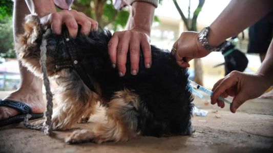 A vacinação contra a raiva é disponibilizada o ano todo na sede da zoonoses municipal