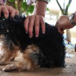 Betim inicia campanha de vacinação contra raiva em pets; veja calendário