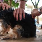 Betim inicia campanha de vacinação contra raiva em pets; veja calendário