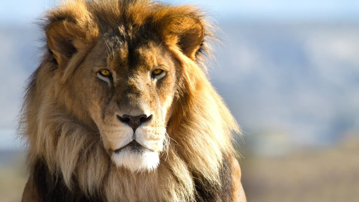 Vida animal: Confira indicações de séries sobre o tema nas plataformas 