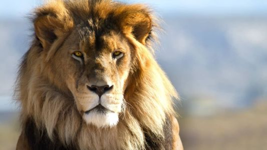 A vida animal está cheia de desafios e belezas que podem ser conferidas do sofá de casa