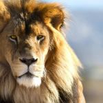 Vida animal: Confira indicações de séries sobre o tema nas plataformas 