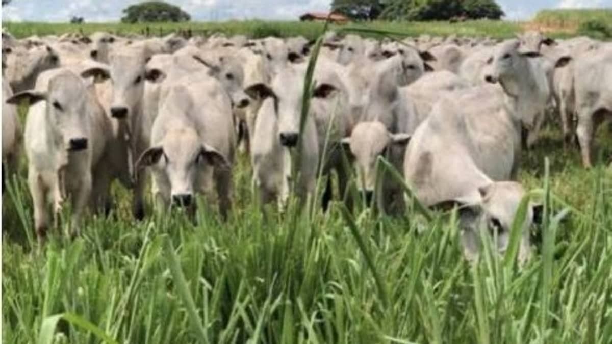 Justiça bloqueia R$ 11 milhões de casal suspeito de fraude envolvendo fazenda de gado 
