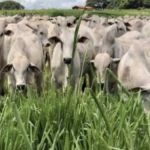 Justiça bloqueia R$ 11 milhões de casal suspeito de fraude envolvendo fazenda de gado 