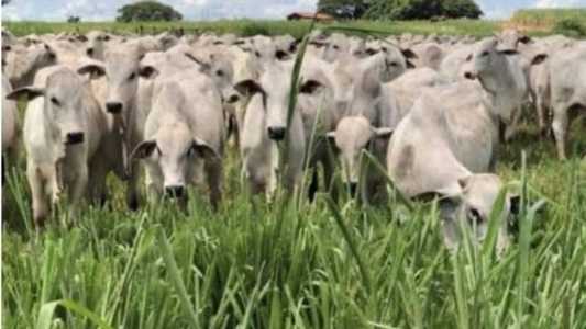 A vítima é dona de uma fazenda de gado em Rio Casca; casal e vítima são sócios desde 2019