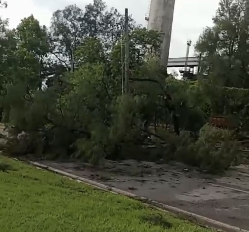 Chuva, ventos e raios provocam queda de árvores e cortes de energia elétrica em Ipatinga