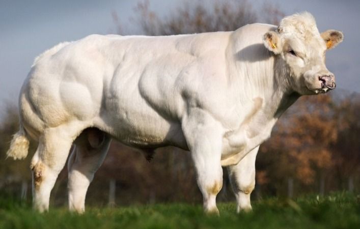 Boi fisiculturista? Conheça a raça de bovinos com musculatura dupla