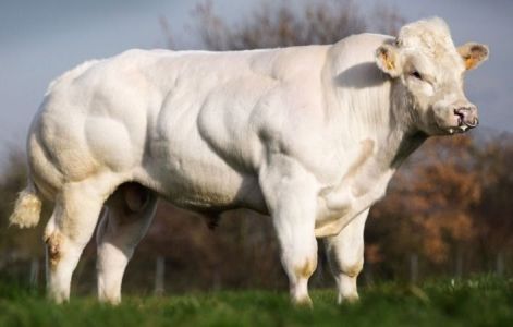 Boi Belgian Blue
