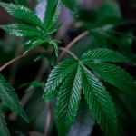 Quadrilha é presa no Rio de Janeiro suspeita de vender laudos para cultivo medicinal de maconha