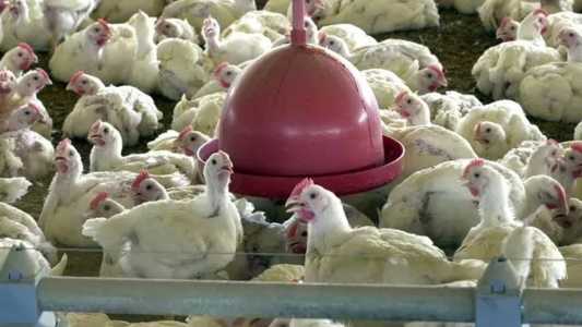 Santa Catarina é o segundo maior produtor e exportador de frango do país
