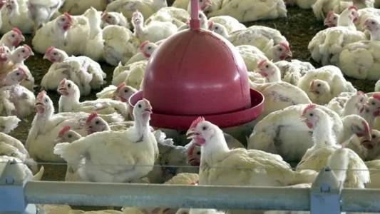 Santa Catarina é o segundo maior produtor e exportador de frango do país