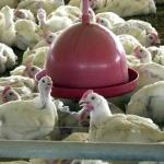 União Europeia também suspende compra de frango brasileiro após caso de gripe aviária