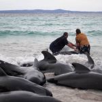 Mais de 50 baleias-piloto morrem após encalharem em praia na Austrália