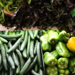 Apenas um a cada 100 brasileiros consome alimentos nativos de seu estado com regularidade