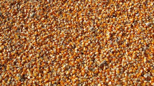 Em nota, a Conab destacou que o resultado é reflexo da combinação de ganhos de área e de produtividade das lavouras