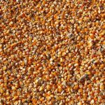 Produção de grãos na safra 2022/23 deve ser de 320,1 milhões de toneladas