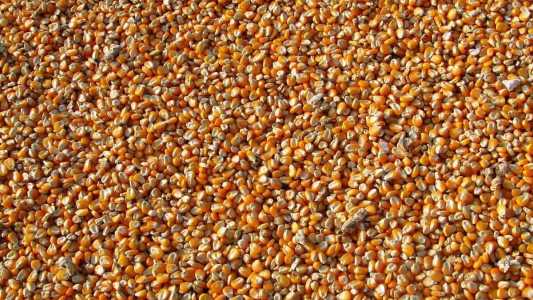 Em nota, a Conab destacou que o resultado é reflexo da combinação de ganhos de área e de produtividade das lavouras