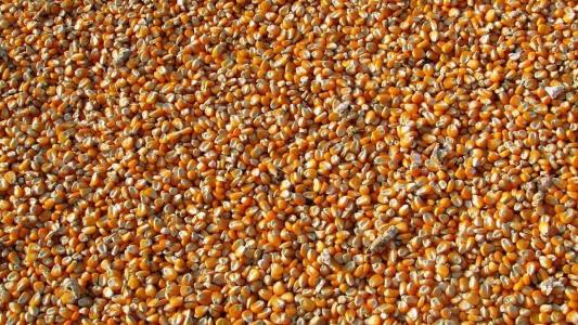 Em nota, a Conab destacou que o resultado é reflexo da combinação de ganhos de área e de produtividade das lavouras