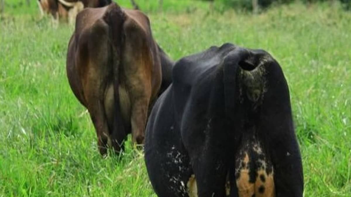 Crise do leite tira as vacas do pasto