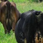 Crise do leite tira as vacas do pasto